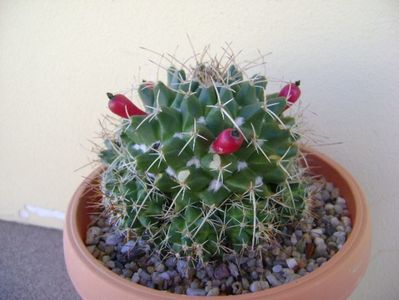 Mammillaria compressa