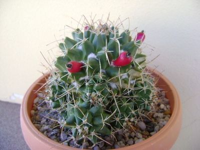 Mammillaria compressa