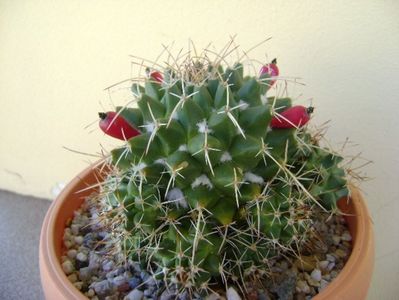 Mammillaria compressa