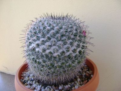 Mammillaria formosa ssp. chionocephala