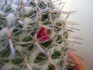 Mammillaria formosa ssp. chionocephala