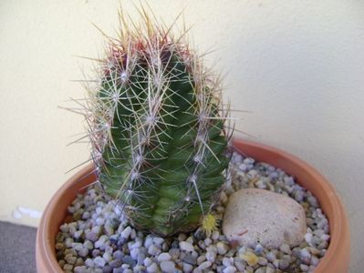 Thelocactus bicolor ssp. pottsii, lastar