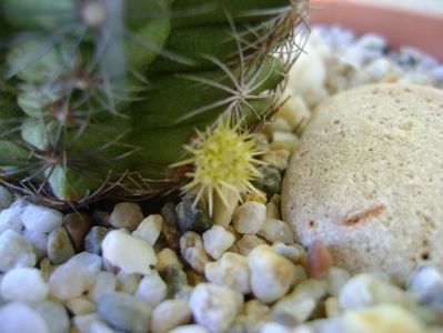 Thelocactus bicolor ssp. pottsii, lastar