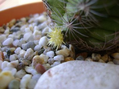 Thelocactus bicolor ssp. pottsii, lastar