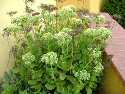 Sedum spectabile