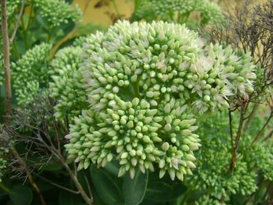 Sedum spectabile