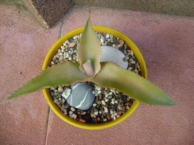 Agave gypsophila