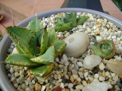 Grup de 3 agave; Agave titanota marginata
Agave pumila nana 
Agave pumila cv.
