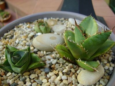 Grup de 3 agave; Agave titanota marginata
Agave pumila nana 
Agave pumila cv.
