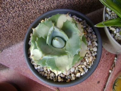 Agave Isthmensis cv. Orhi Razin Shirifukurin