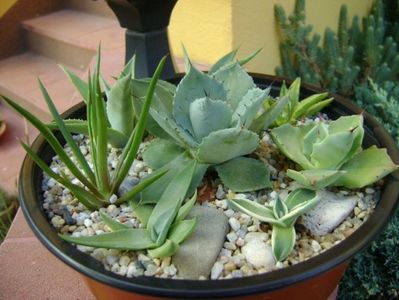 Grup de 8 lastari de agave; Agave guadalarajana minor
Agave isthmensis
Agave applanata cv. Cream Spike
Agave victoria reginae
Agave sp.
Agave sp.
Agave sp.
Agave sp.
