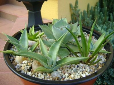 Grup de 8 lastari de agave; Agave guadalarajana minor
Agave isthmensis
Agave applanata cv. Cream Spike
Agave victoria reginae
Agave sp.
Agave sp.
Agave sp.
Agave sp.
