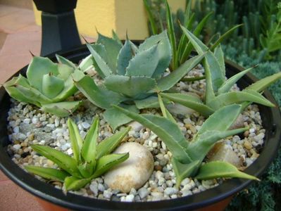 Grup de 8 lastari de agave; Agave guadalarajana minor
Agave isthmensis
Agave applanata cv. Cream Spike
Agave victoria reginae
Agave sp.
Agave sp.
Agave sp.
Agave sp.
