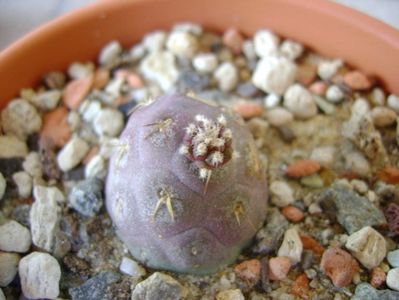 Tephrocactus geometricus; scos de pe portaltoi si inradacinat in mai 2018
