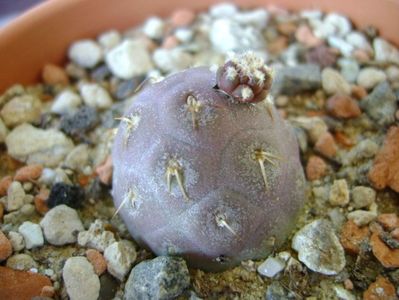 Tephrocactus geometricus; scos de pe portaltoi si inradacinat in mai 2018
