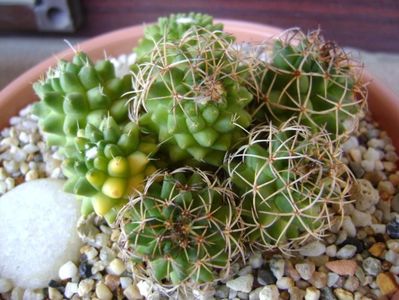 Mammillaria polythele cv. Stachellos & Mammillaria polythele ssp. obconella; colonie formata din 3 varietati de Mammillaria polythele
