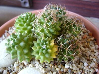 Mammillaria polythele cv. Stachellos & Mammillaria polythele ssp. obconella; colonie formata din 3 varietati de Mammillaria polythele
