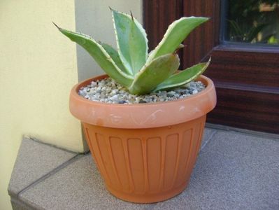 Agave mitis multicolor; replantata a doua oara aug. 2018
