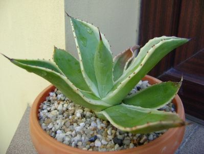 Agave mitis multicolor; replantata a doua oara aug. 2018
