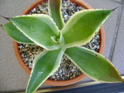 Agave mitis multicolor; replantata a doua oara aug. 2018
