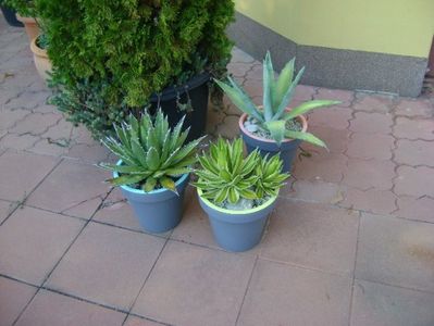 Grup de 3 agave mari; Agave chrysantha
Agave lophantha quadricolor
Agave horrida
