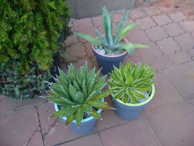 Grup de 3 agave mari; Agave chrysantha
Agave lophantha quadricolor
Agave horrida
