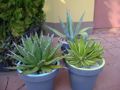 Grup de 3 agave mari; Agave chrysantha
Agave lophantha quadricolor
Agave horrida
