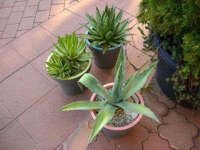 Grup de 3 agave mari; Agave chrysantha
Agave lophantha quadricolor
Agave horrida
