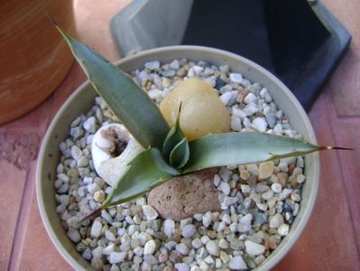 Agave macroacantha