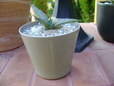 Agave macroacantha