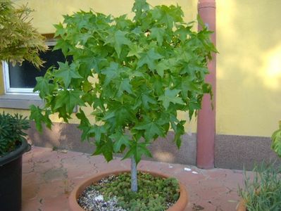 Liquidambar styraciflua