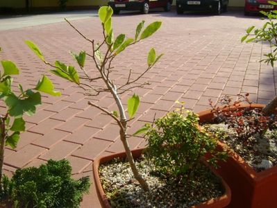 Magnolia stellata