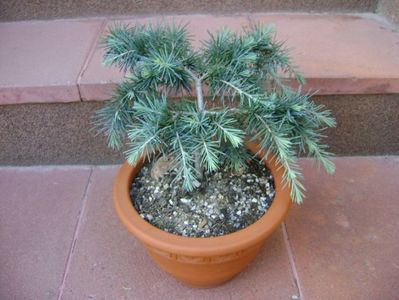 Cedrus deodara "feeling blue"