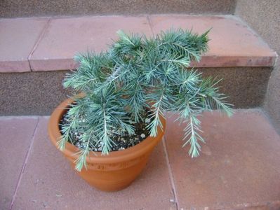 Cedrus deodara "feeling blue"