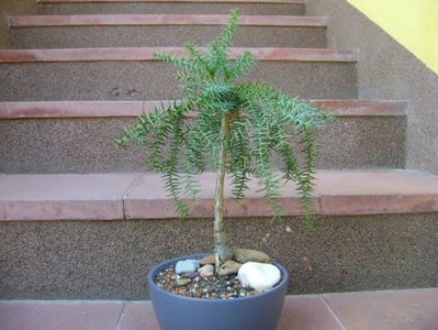 Araucaria cunninghamii v. glauca