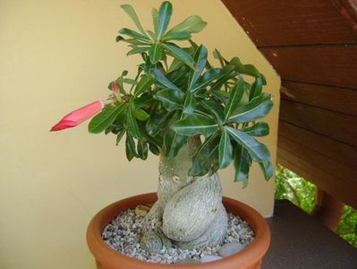 Adenium obesum