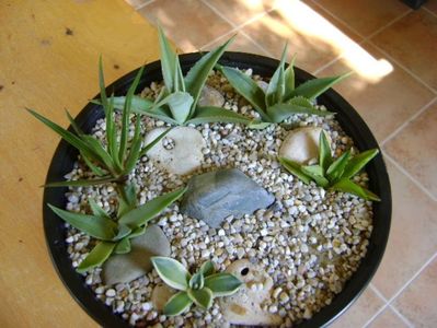 Grup de 6 lastari de agave; Agave applanata cv. Cream Spike
Agave victoria reginae
Agave sp.
Agave sp.
Agave sp.
Agave sp.
