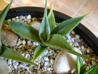 Agave sp. din seminte