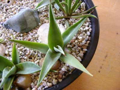 Agave sp. din seminte