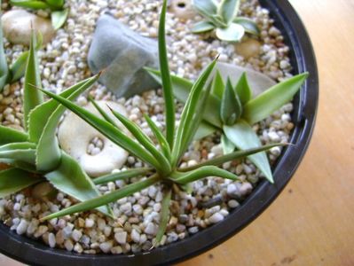 Agave sp. din seminte