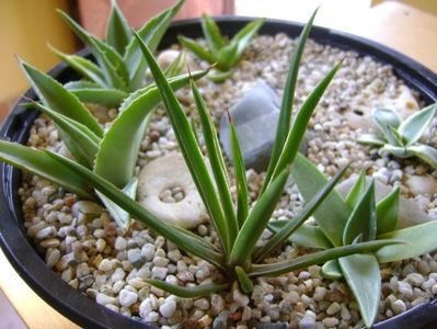 Agave sp. din seminte