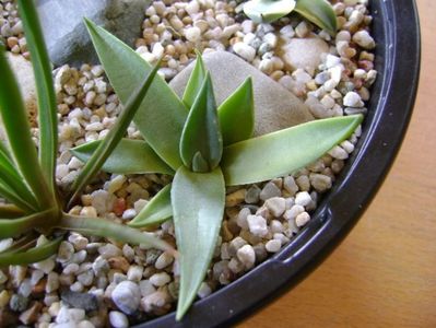 Agave sp. din seminte