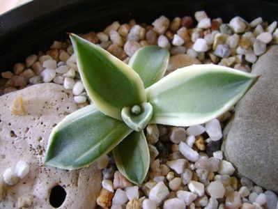 Agave applanata cv. Cream Spike