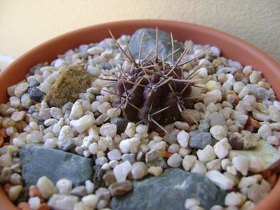 Gymnocalycium gibbosum v. nigrum; scos de pe portaltoi si inradacinat in mai 2018
