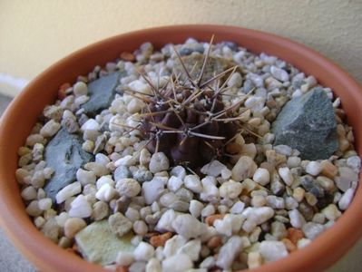 Gymnocalycium gibbosum v. nigrum; scos de pe portaltoi si inradacinat in mai 2018
