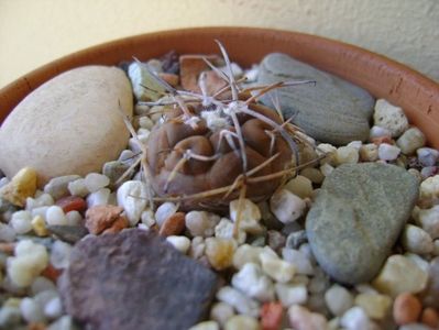 Gymnocalycium spegazzinii v. sarkae, KP54, San Felipe, AG