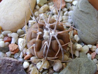 Gymnocalycium spegazzinii v. sarkae, KP54, San Felipe, AG