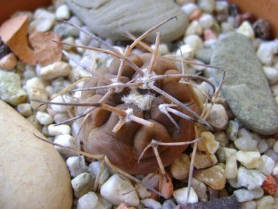 Gymnocalycium spegazzinii v. sarkae, KP54, San Felipe, AG