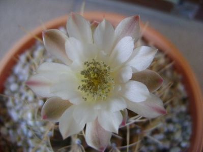 Gymnocalycium mihanovichii