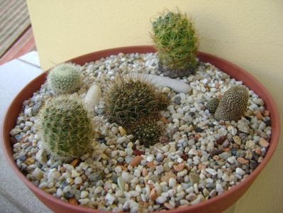 Grup de 5 cactusi; Lobivia arachnacantha v. densiseta 
Brasilicactus haselbergii = Parodia haselbergii  
Aylostera heliosa
Aylostera fiebrigii 
Coryphantha delaetiana
